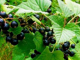 Листья черной смородины — природное лекарство
