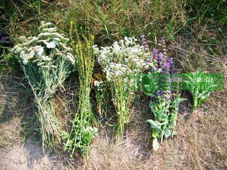 Сексуальная барышня в костюме снегурочки показывает пизду на траве порно фото