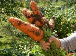 Очищение почек морковью — 4 простых, но ценных рецепта