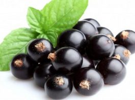 Если регулярно в подходящий сезон употреблять ягоды черной смородины, то можно свести к нулю все инфекционные заболевания и повысить иммунитет