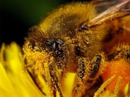 Пыльца пчелиная полезные свойства и как ее принимать