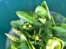 Съедобные сорняки—кладезь витаминов