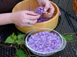 Успей в самый пик цветения: заполни литрушку растительным маслом и фиолетовыми цветками..