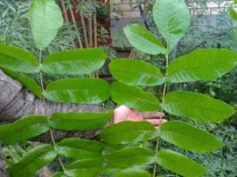 Бороться с болезнями помогут листья грецкого ореха. В мае и июне собираем и здоровье укрепляем