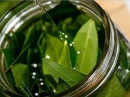 Положите в оливковое масло эти листья и получите ценнейшую для здоровья смесь