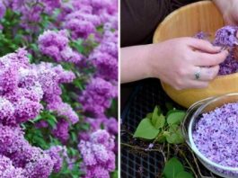 Успей в пик цветения: заполни литрушку растительным маслом и фиолетовыми цветками