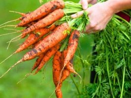 Весной посадите морковь, высушите ботву и вы на 2 года избавитесь от гипертонии: рецепт кардиолога