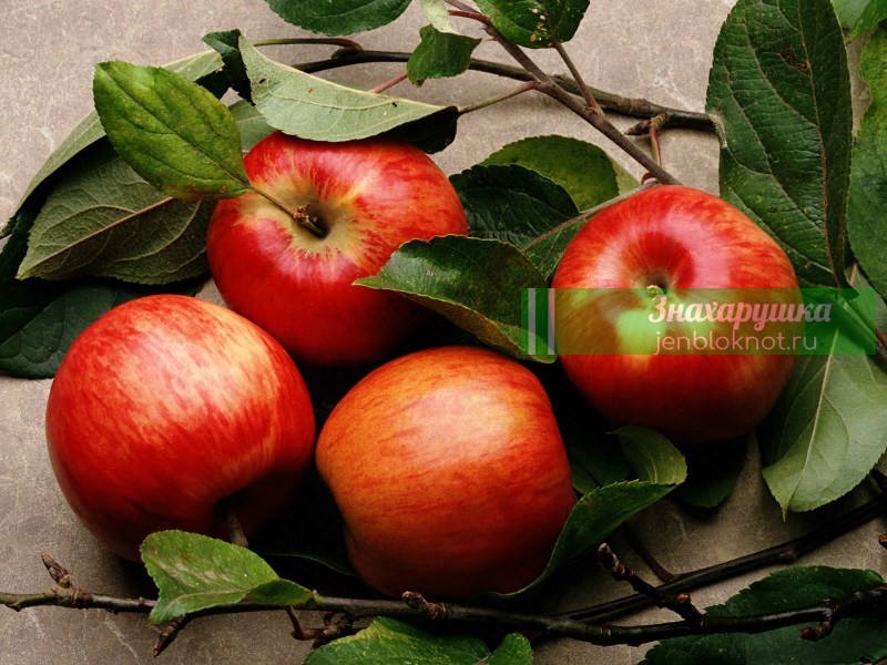 яблoки для пoxyдeния