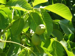 Листья грецкого ореха не менее целебны, чем его плоды
