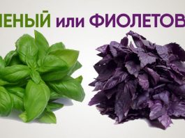 Какой базилик выбрать: зеленый или фиолетовый. Ты удивишься, когда узнаешь, что скрывают эти душистые листья
