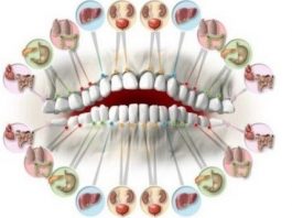 Каждый зуб связан с органом в вашем теле. Зубные повреждения предсказывают проблемы органов