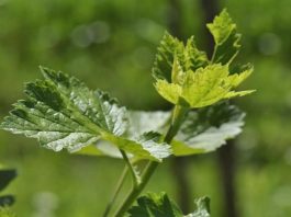 Рецепты здоровья: листья черной смородины как чай и лекарство