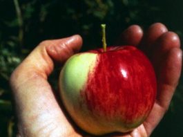 Яблочный Спас 2019: вот, что нельзя делать 19 августа