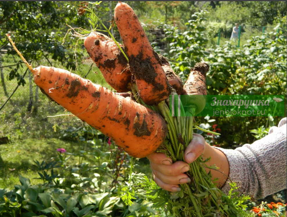 Очищение почек морковью - 4 простых, но ценных рецепта