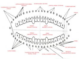 Как связаны зубы и внутренние органы согласно древней китайской методике