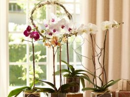 Соблюдай эти 9 простых правил и твоя орхидея будет цвести круглый год
