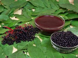 Напиток жизни из ягод черной бузины — настоящий клад. Это необходимо знать