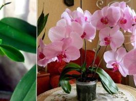 Узнайте главный секрет разведения орхидей. Можно сделать хоть сотню цветущих красавиц из одной